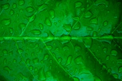 green leaf 5942b26ed7555