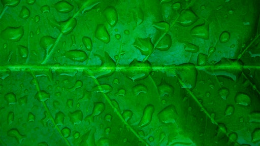 green leaf 5942b26ed7555