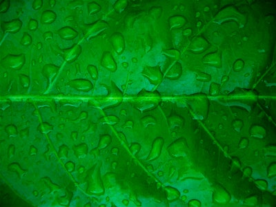 green leaf 5942b26ed7555