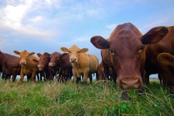 grass fed beef cows 5977929d8cf56