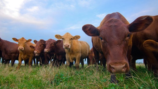 grass fed beef cows 5977929d8cf56