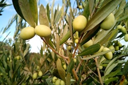olive trees 1126320 960 720 595facd8375f3