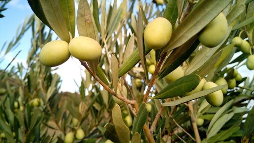 olive trees 1126320 960 720 595facd8375f3