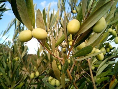 olive trees 1126320 960 720 595facd8375f3