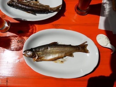 trout fish on plate 371264 960 720 595faaf308acd