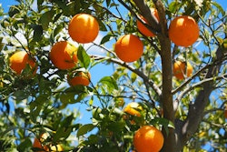 orange tree 59cba27e3c61d