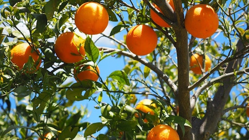 orange tree 59cba27e3c61d