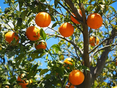 orange tree 59cba27e3c61d