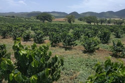 puerto rico coffee plants farm 59d4d51143919
