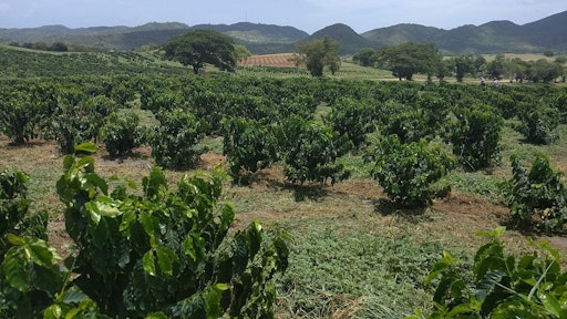 puerto rico coffee plants farm 59d4d51143919