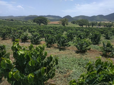 puerto rico coffee plants farm 59d4d51143919