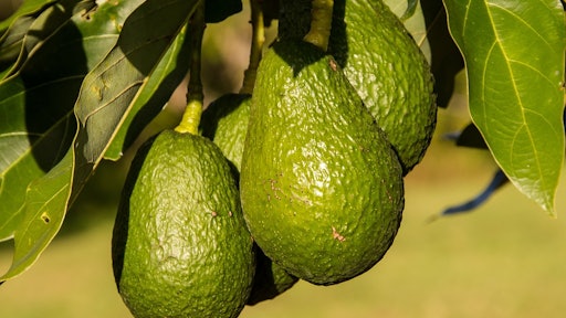hass avocado 945418 960 720 59fc72cd67b33