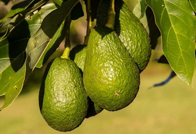 hass avocado 945418 960 720 59fc72cd67b33