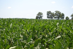 Soybean Field