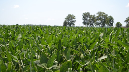 Soybean Field