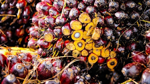 Red Fruit Background Oil Palm Ripe Produce 1464660