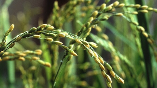 Rice