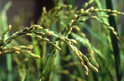 Rice