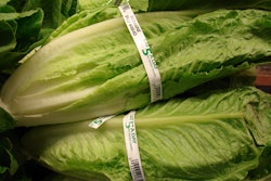 Romaine Lettuce