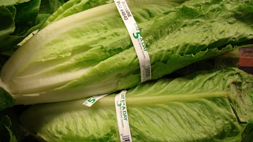 Romaine Lettuce