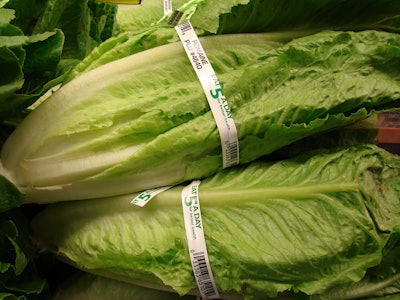 Romaine Lettuce