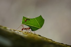 Ants