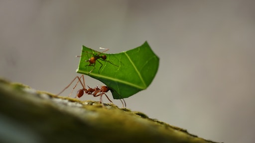 Ants