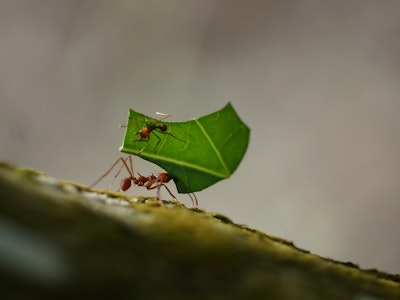 Ants
