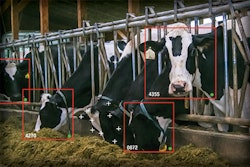 Cows