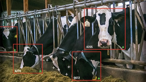 Cows