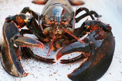 Lobster