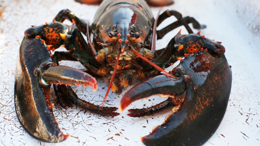 Lobster