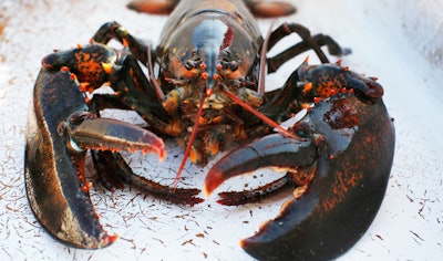 Lobster