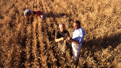 11918 Farmers Inspecting Wheat In A Field Pv