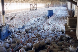 Cafo Chickens Bad