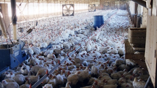Cafo Chickens Bad