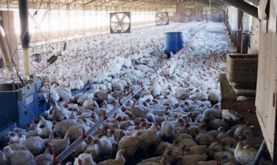 Cafo Chickens Bad