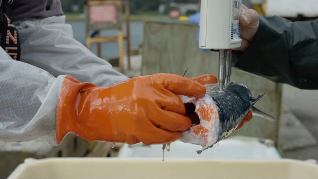 Seafood Analytics Introduces New Electronic Fish Monitoring Device ...