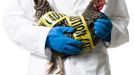 Avian Flu