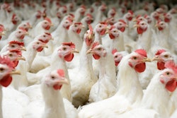 Chicken Council