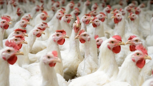 Chicken Council