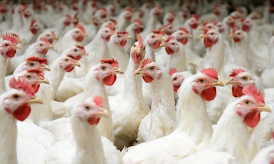 Chicken Council