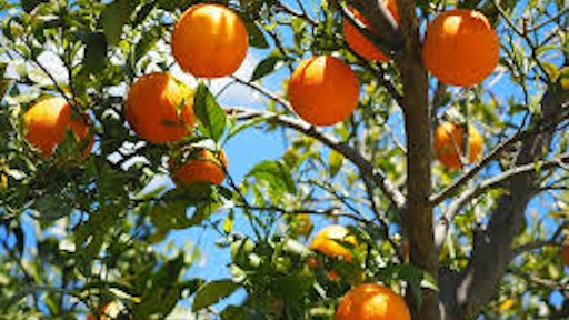 Citrus