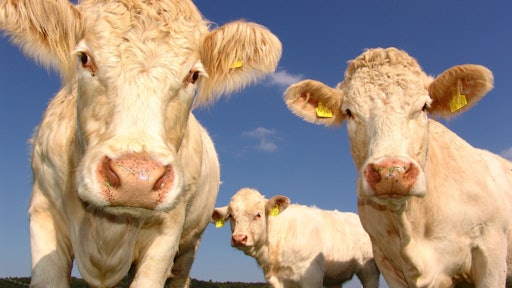 Cows