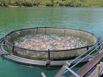 Fishfarm