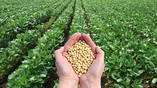 Soybean