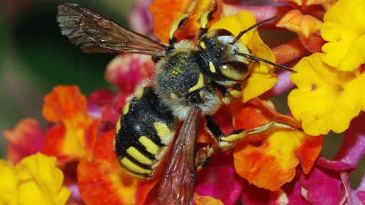 Bees