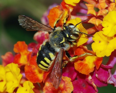 Bees