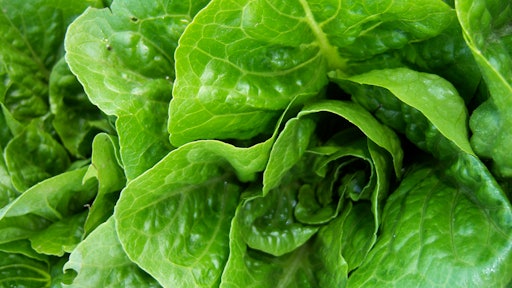 Lettuce
