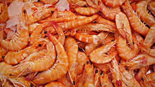Shrimp
